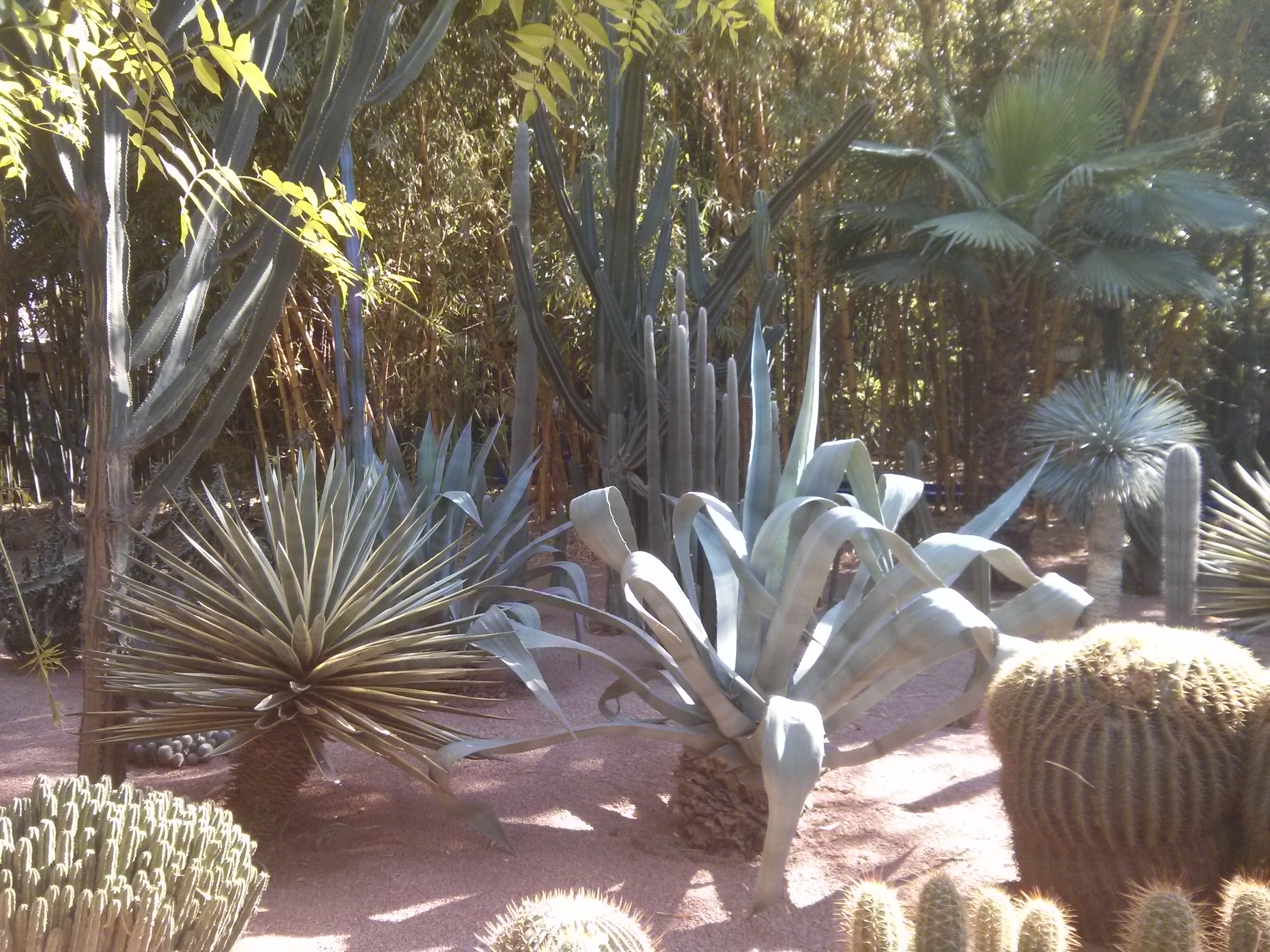 Les plantes dans Majorelle